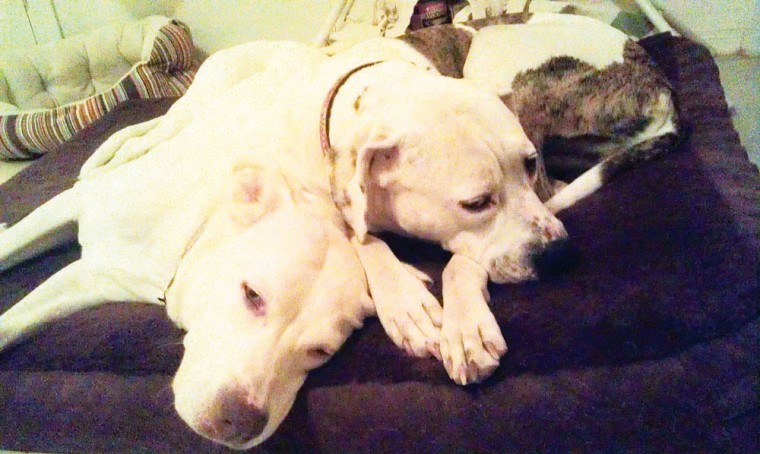 PETCO adoption event